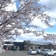 社屋前の桜